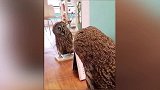 猫头鹰，你这是在照镜子吗看出里面是谁了吗