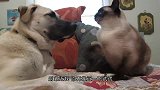 小猫咪打拳击打不过主人，转身就拿同伴撒气，下一秒憋住不要笑