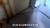 家里来了只小柴犬，金毛被气成了这样，场面笑爆了