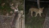 带爱犬散步狗狗突然不安，结果路边出现一只小狮子