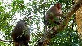 一只成年猴子用它妈妈的大力水手爬上了树有没有吃的