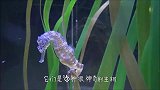 海马居然是喷射式生宝宝，一次就能生2000只，太壮观了