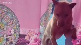 搞笑：对方人多了，打不过咱就投降吧！