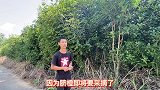 小伙路边发现稀少植物，它果实是红彤彤的，就是不知道叫什么名字