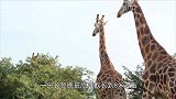 长颈鹿在屋檐下避雨，不料脖子太长，纯粹躲了个寂寞呀！