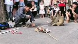 猴子演的不错