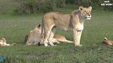 动物世界：疣猪攻击狮子