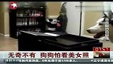 无奇不有 狗狗怕看美女照