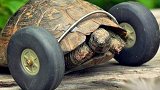 残疾乌龟被装上轮子后，成龟界“博尔特”，网友：我都跑不过它