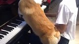 狗子：主人你弹的挺好听，教教我呀！