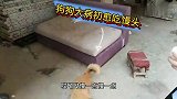 狗狗大病初愈，一口气吃掉一个馒头，开心得像个孩子好温暖！