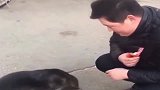 男子给流浪狗喂食，流浪狗先握手再去吃东西，真有礼貌