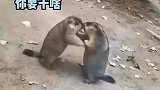 土拨鼠打架，开始锁喉教学