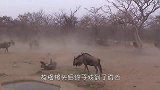 雄狮正在散步，下一秒却突然倒地抽搐，这是怎么了？