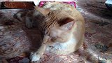 床上的小奶猫还想和狗狗打架，你俩好搞笑啊，太会玩了吧！