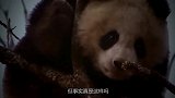 为什么老虎和狮子不攻击大熊猫？国宝：知道我以前是干啥的吗？