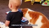 宝宝把小猫逼到墙角想跟它互动，接下来小猫的动作，看完不许笑！