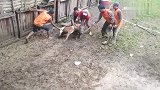 长尾比特犬撕咬野猪，死死的咬住野猪的脖子！两名壮汉强行分离
