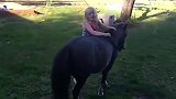 小女孩几次从马背上掉下来，但她都没有放弃，真是好样的！