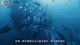 这种海洋生物十分独特，外表看似弱小不堪，但实际上身怀绝技