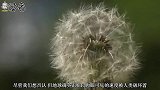 被科学家视为最适合移民的开普勒星球，如今变得怎么样了？