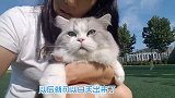 神奇的猫耳开关，打开就能召唤神兽
