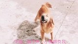 金毛独自出去干架被揍，马犬大哥暴力出击，结果爆笑！