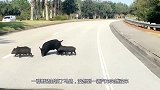 当驾驶汽车遇到一群野猪封锁了马路时，我们该怎么处理好呢？
