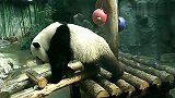 大熊猫：萌小的的名气还是很大的嘛，都有粉丝见面会啦，厉害了