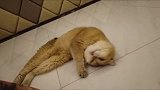 猫咪父子相见，场面感人……vlog萌宠日常