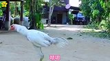 爆笑：皇城PK，咱也不敢说咱也不敢问！