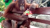 好可爱的一只猩猩呀，坐在动物园的长凳上，美滋滋的吃着东西！