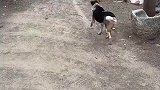 网友家小狗每天走相同地方