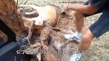 树桩子旁有“东西”在动，男子走近一看，顿时不淡定了！