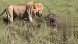 雄狮只想慢慢折磨鬣狗，太解气了！