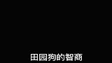 中华田园犬我可是从娘胎里，开始培训的
