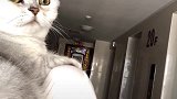 猫我被强吻了我的初吻就这么没了