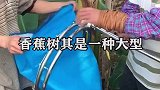 香蕉采摘完之后，为什么要把香蕉树砍掉，果农道出真相