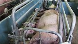 红河猪这繁殖力，非洲已经泛滥成灾，是时候把它引入中国了!