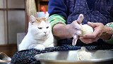 猫咪看奶奶做豆包一脸嫌弃:为什么没有肉没有鱼