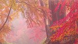 一场秋雨一场寒，深秋已过冬将至；有些情绪，不言而喻……秋雨 风景 寒