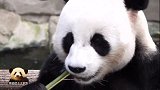 高清镜头看熊猫园欣霸气吃竹子，熊家对自己的颜值相当自信