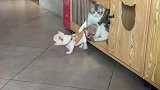 狗狗去挑逗猫咪，最后被一把抓住