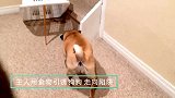 主人用狗粮引诱巴哥犬进陷阱，结果狗就是不上当，真是聪明的狗狗