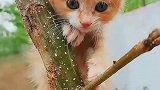 会爬树的可爱小猫咪
