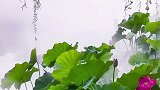 一念心清静，莲花处处开！