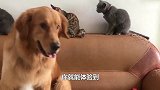 猫比狗还会拆家铲屎官赔房东元