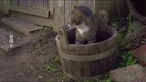 摄影师：木桶好玩吗？猫咪：我的快乐你不懂！