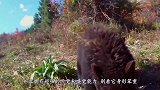 黑熊捕食野猪，而野猪却完全不自知，结果让人意外