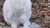 兔妈妈拔自己的毛给兔宝宝做窝